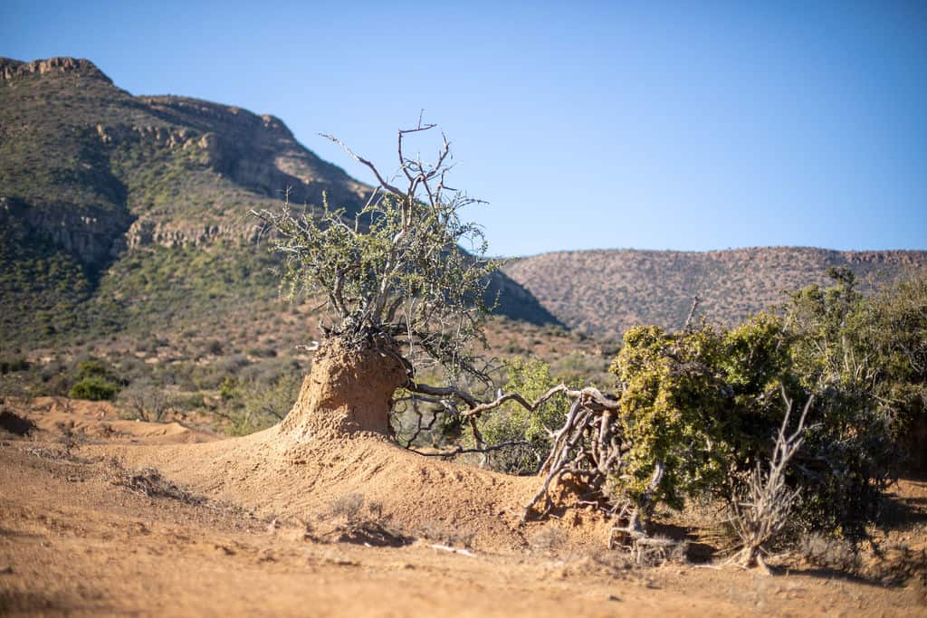 _MG_8728