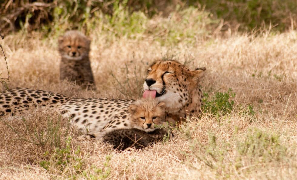 cheetah-tracking-info