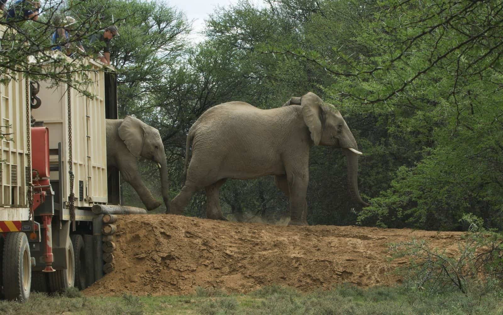 Elephant