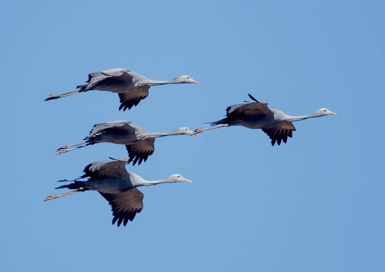 Karoo_Crane