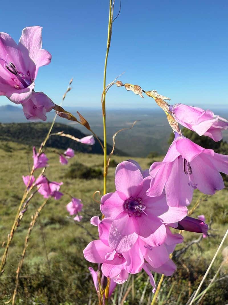 Karoo_Flowers