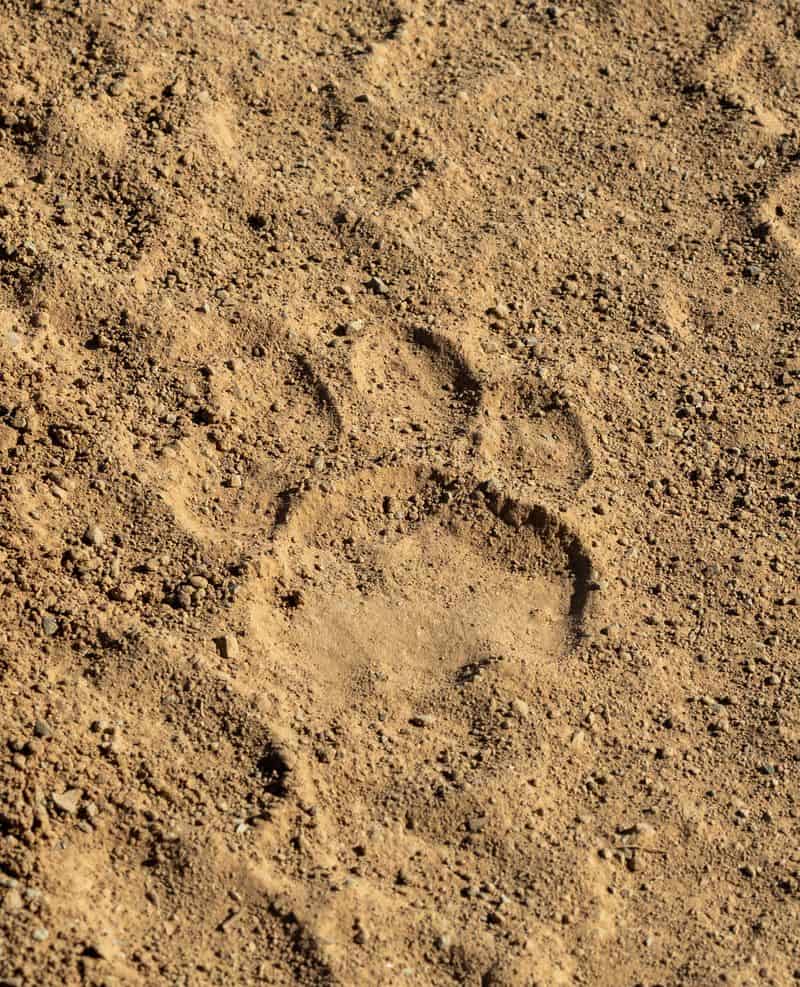 Karoo_Tracks