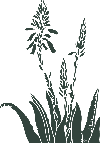 Aloe
