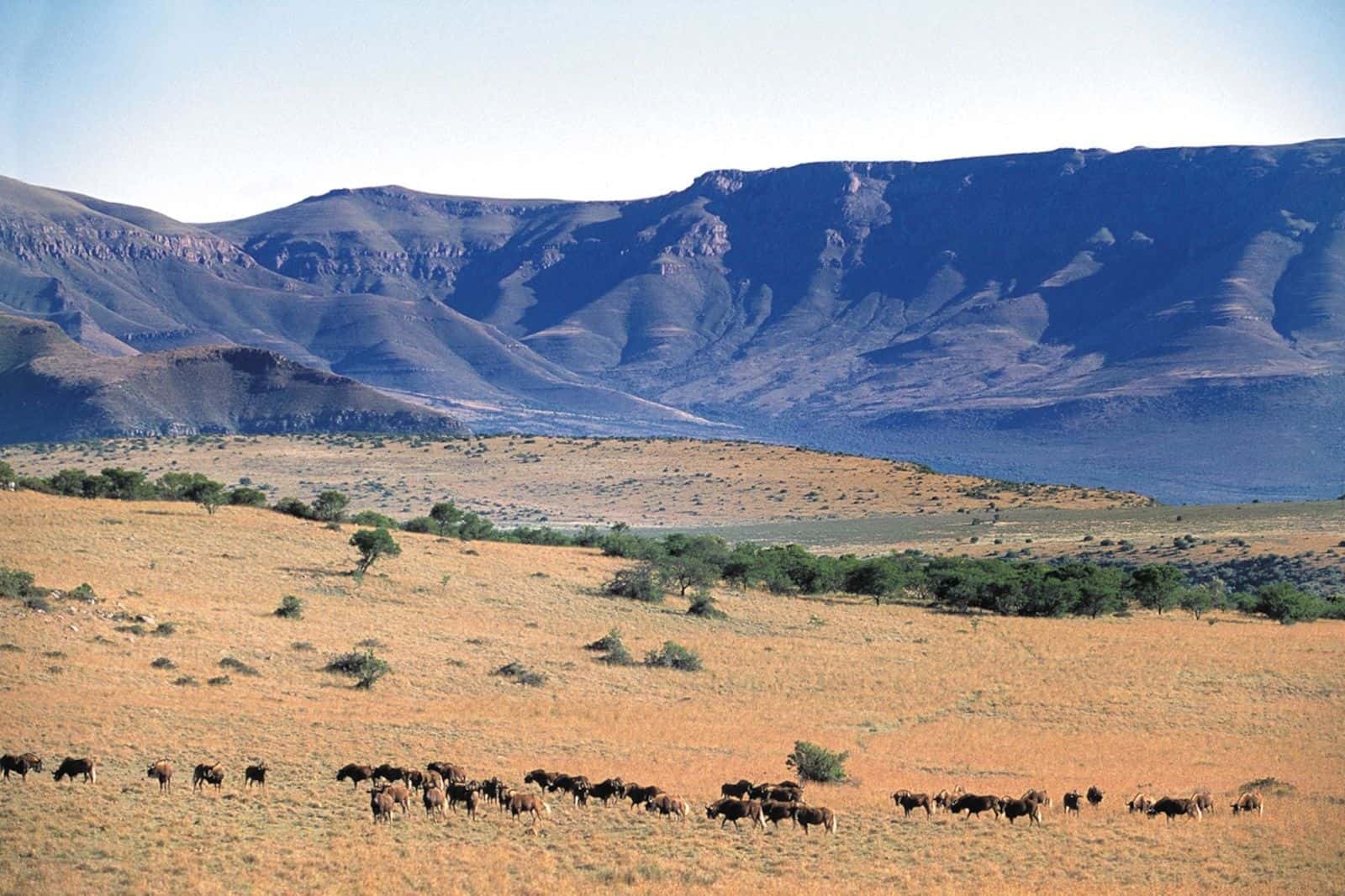 Wildebeest