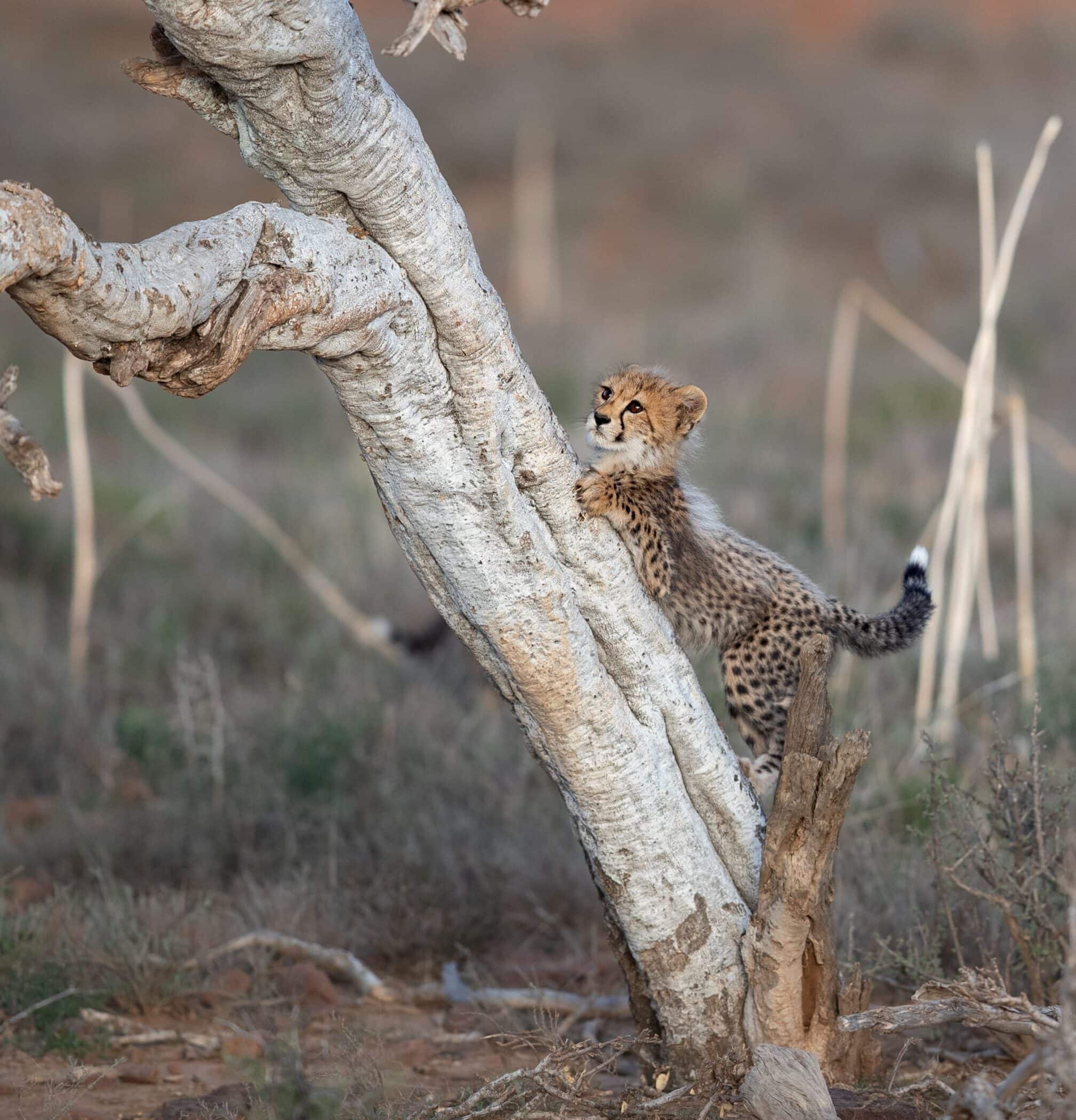 cheetah-cub-climbing-tree-samara-karoo-andrew-ackermann (1)