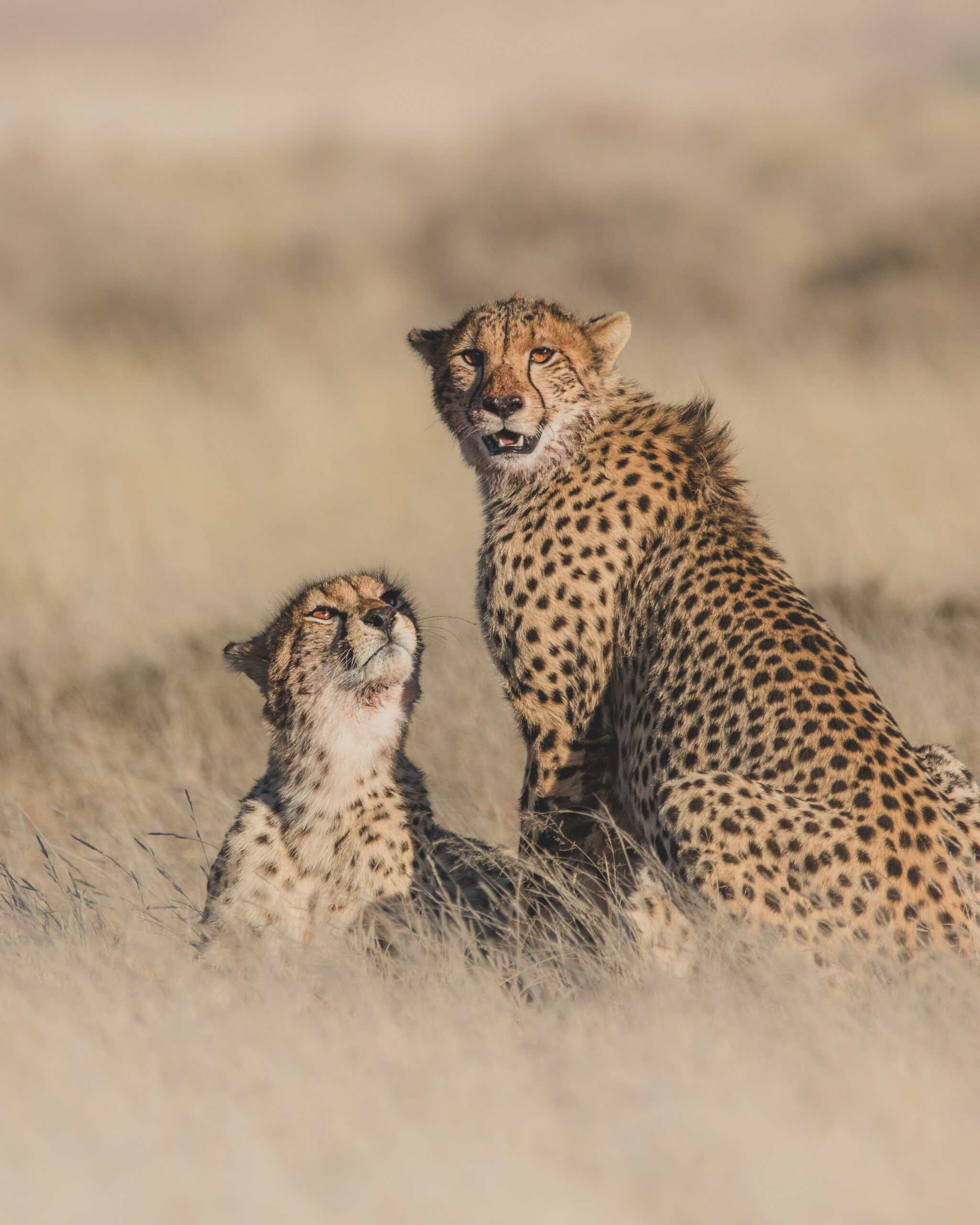 cheetah-naledi-sub-adult-grassland-roelof-wiesner (1)