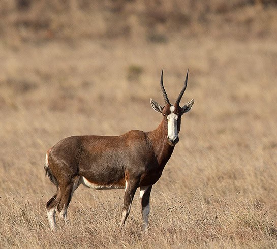 Blesbok