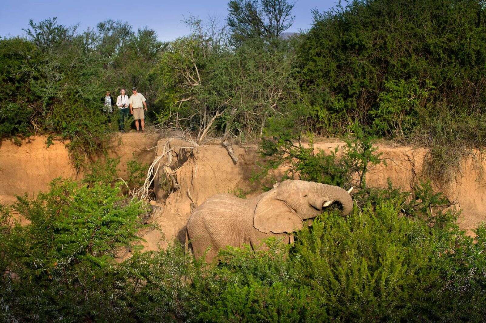 Elephant
